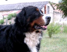 Tom Pouce